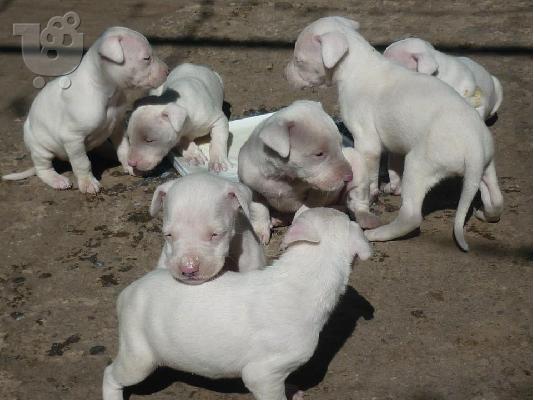 PoulaTo: Dogo Argentino